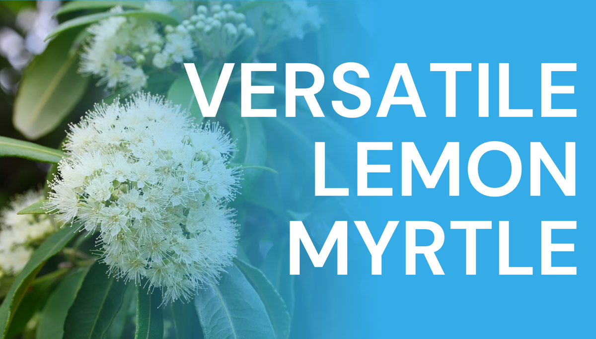 Versatile Lemon Myrtle Why the US is Falling for this Australian Lea