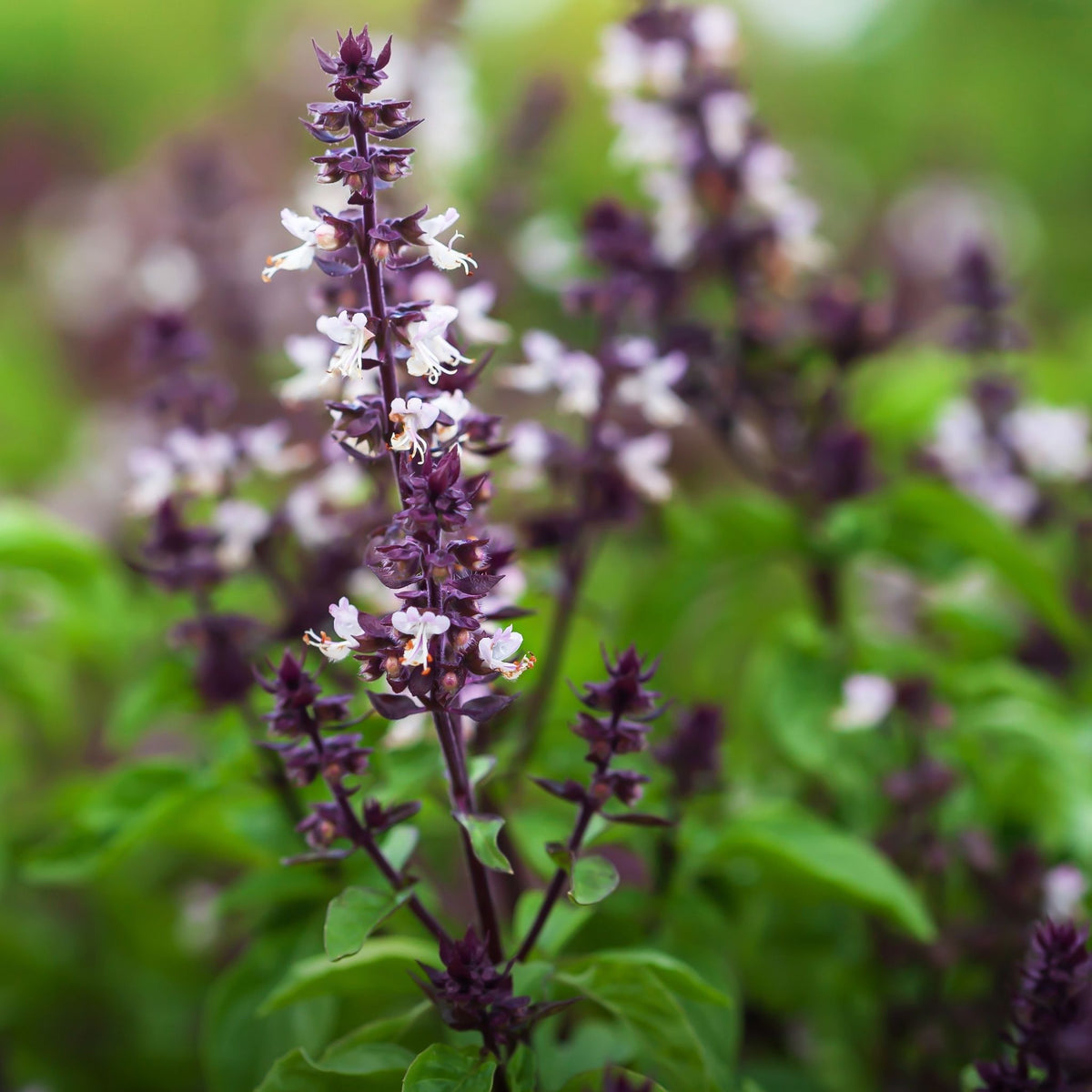 Best Holy Basil Essential Oil NATURALLY AUSTRALIAN PRODUCTS
