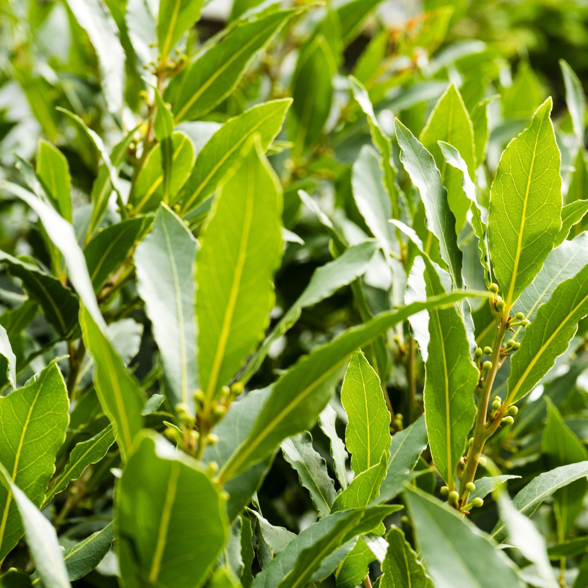 USA's 1 Source for Laurel Leaf Essential Oil NATURALLY AUSTRALIAN