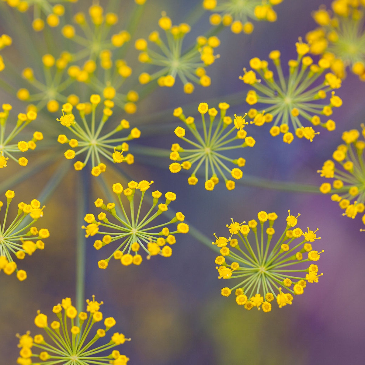 1 Sweet Fennel Essential Oil NATURALLY AUSTRALIAN PRODUCTS