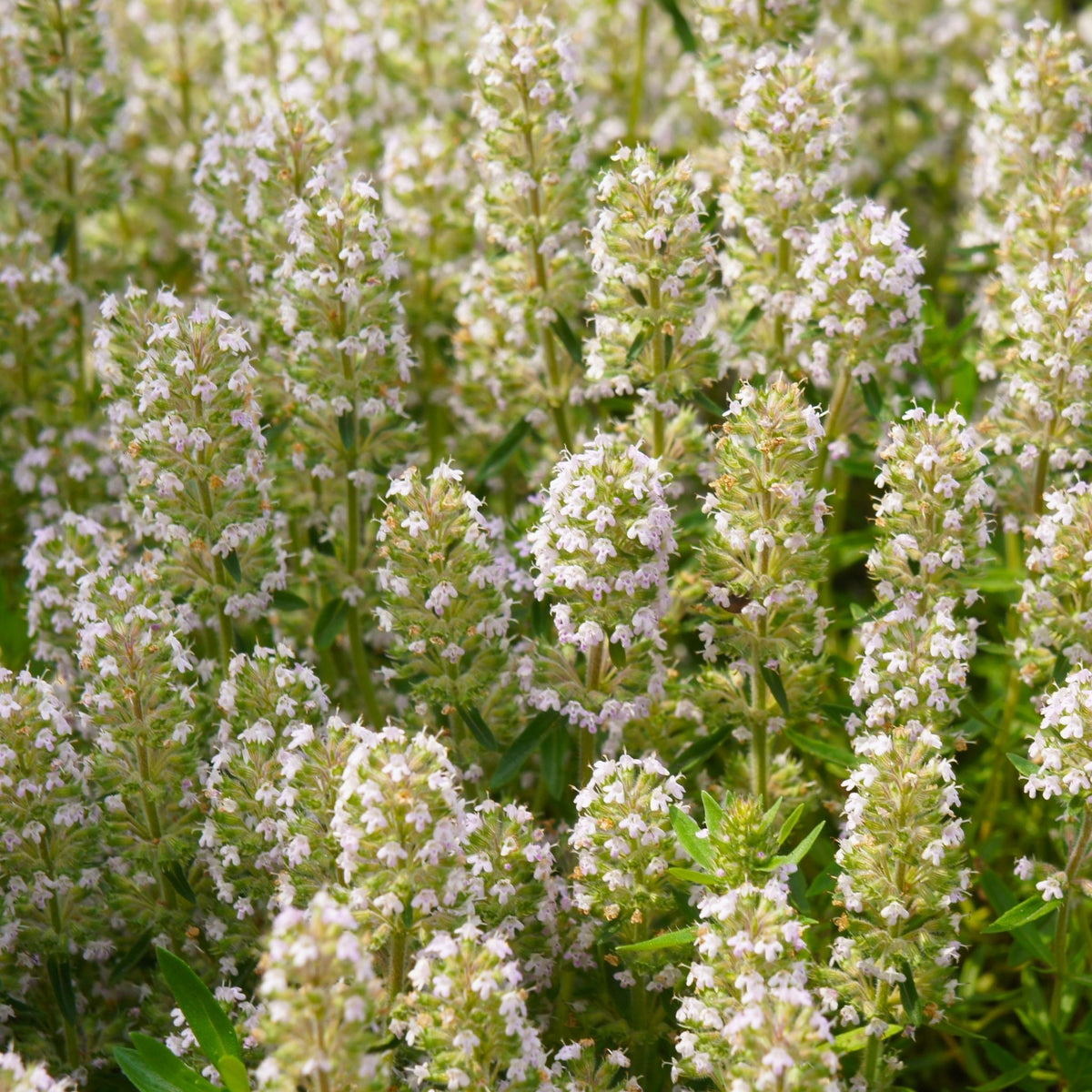 Pure Thyme White Essential Oil NATURALLY AUSTRALIAN PRODUCTS