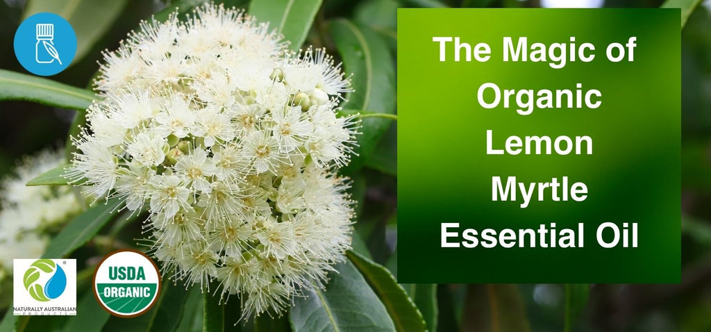 Lemon Myrtle tree flowers with brand signs of essential oil and logo for Organic and NAP