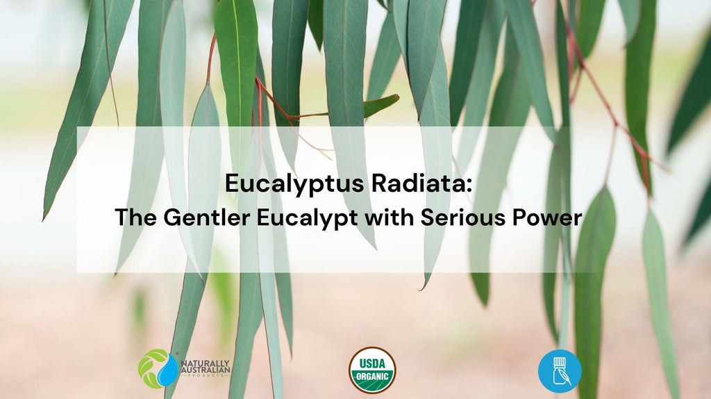 The Gentler Eucalypt with Serious Power