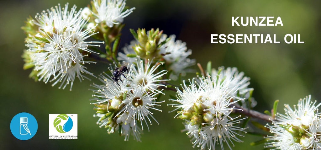 Kunzea's Benefits for Body + Mind