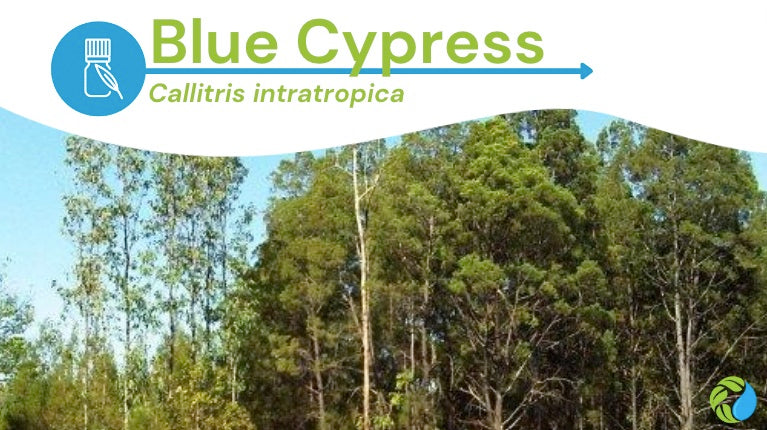 Benefits of Blue Cypress Essential Oil