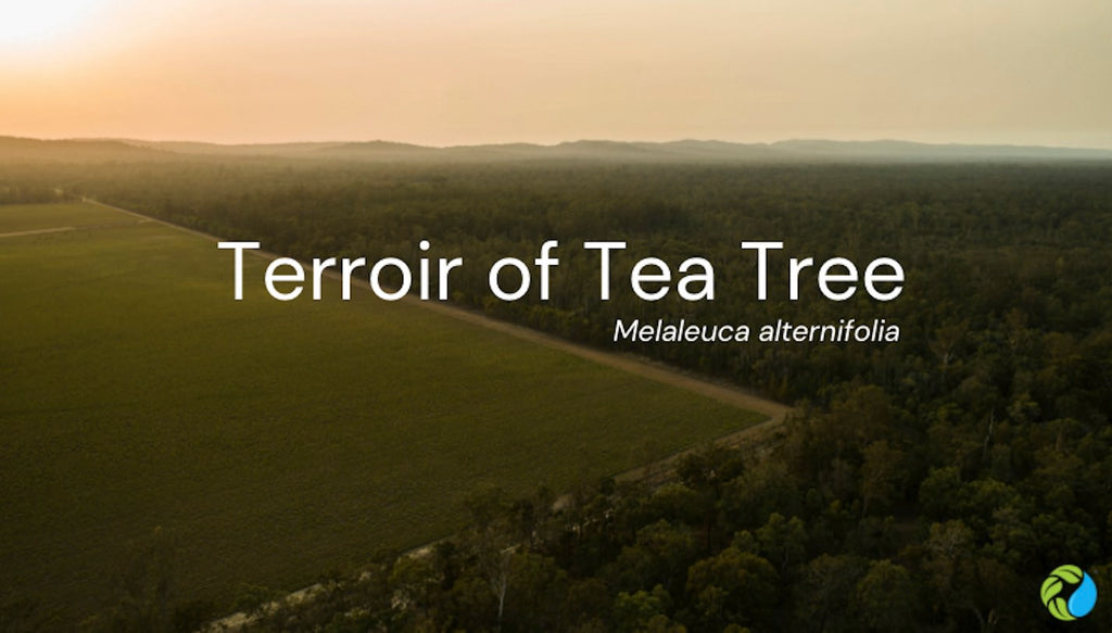 Terroir of Tea Tree Oil