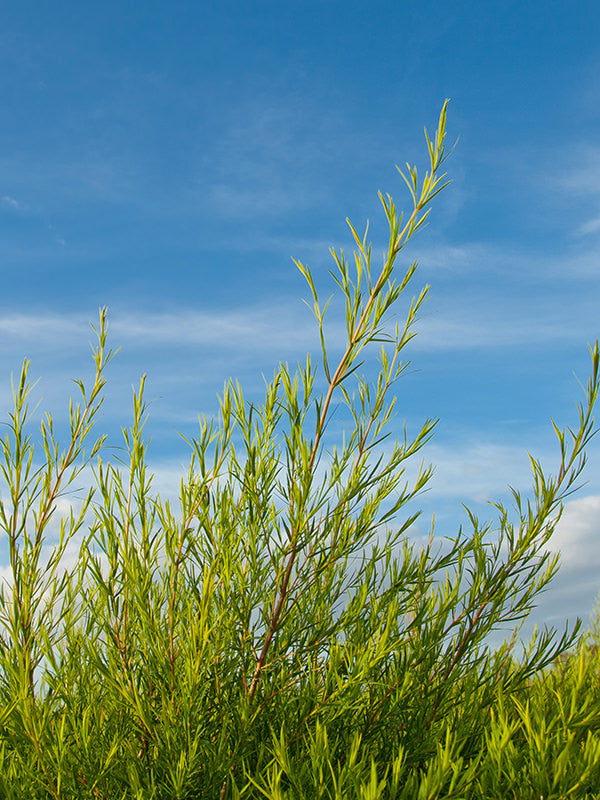 NAP's Tea Tree Products – NATURALLY AUSTRALIAN PRODUCTS