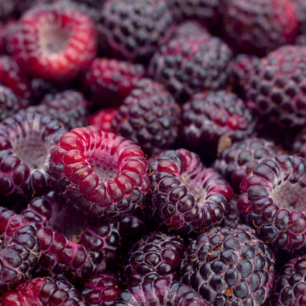 Wholesale Black Raspberry Seed Powder – NATURALLY AUSTRALIAN PRODUCTS