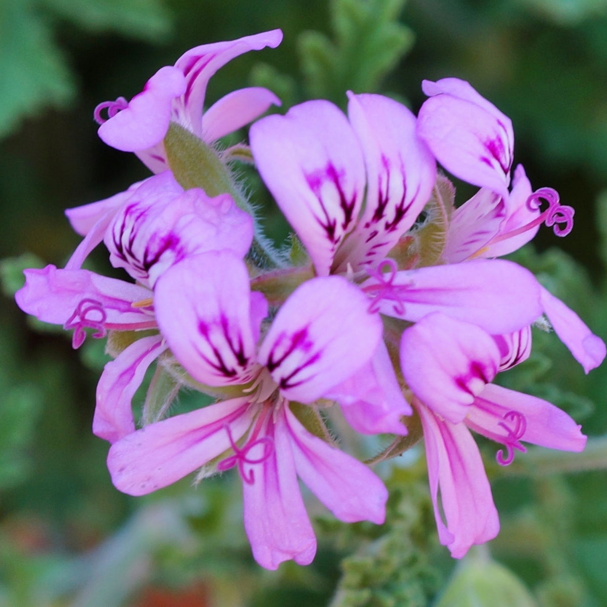 Premium Geranium Essential Oil – NATURALLY AUSTRALIAN PRODUCTS