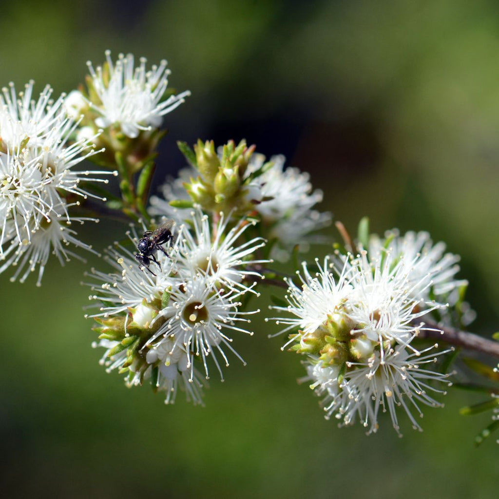 Close-up of white flowers with a blurred green background