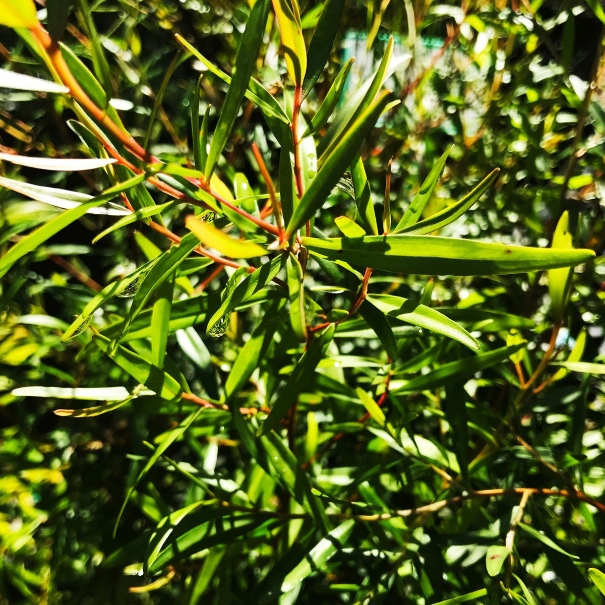 Pure Lemon Scented Tea Tree Essential Oil – NATURALLY AUSTRALIAN PRODUCTS
