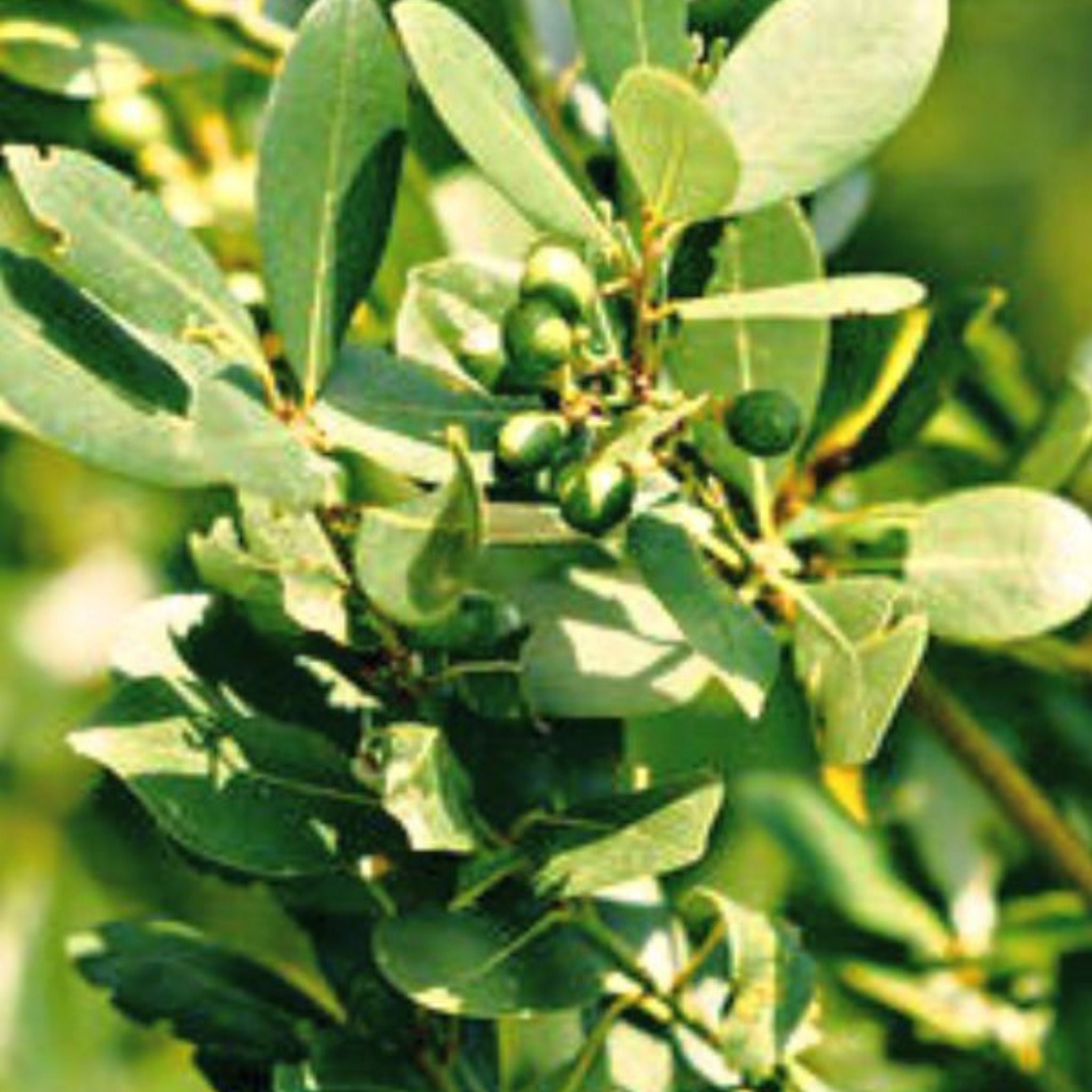 #1 Ravensara Essential Oil – NATURALLY AUSTRALIAN PRODUCTS