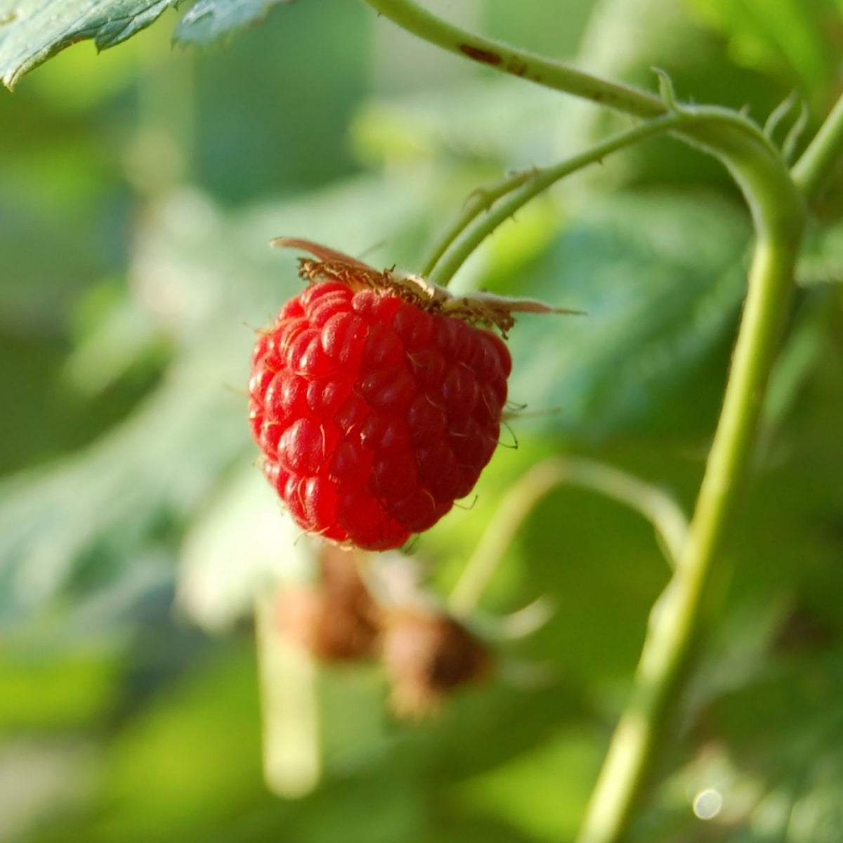 #1 Red Raspberry Seed Powder – NATURALLY AUSTRALIAN PRODUCTS