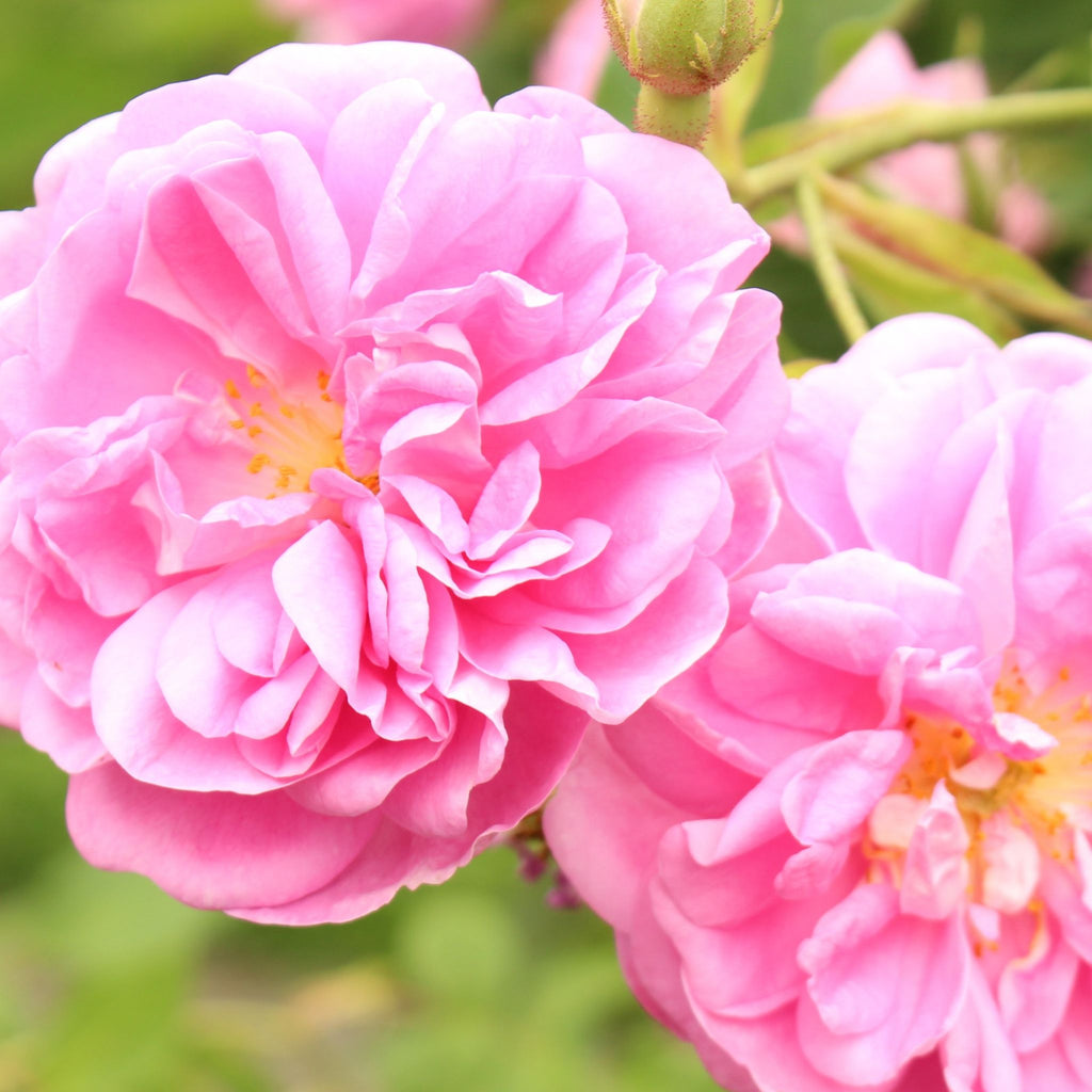 Rose Absolute Process Essential Oils + Absolutes – NATURALLY AUSTRALIAN PRODUCTS