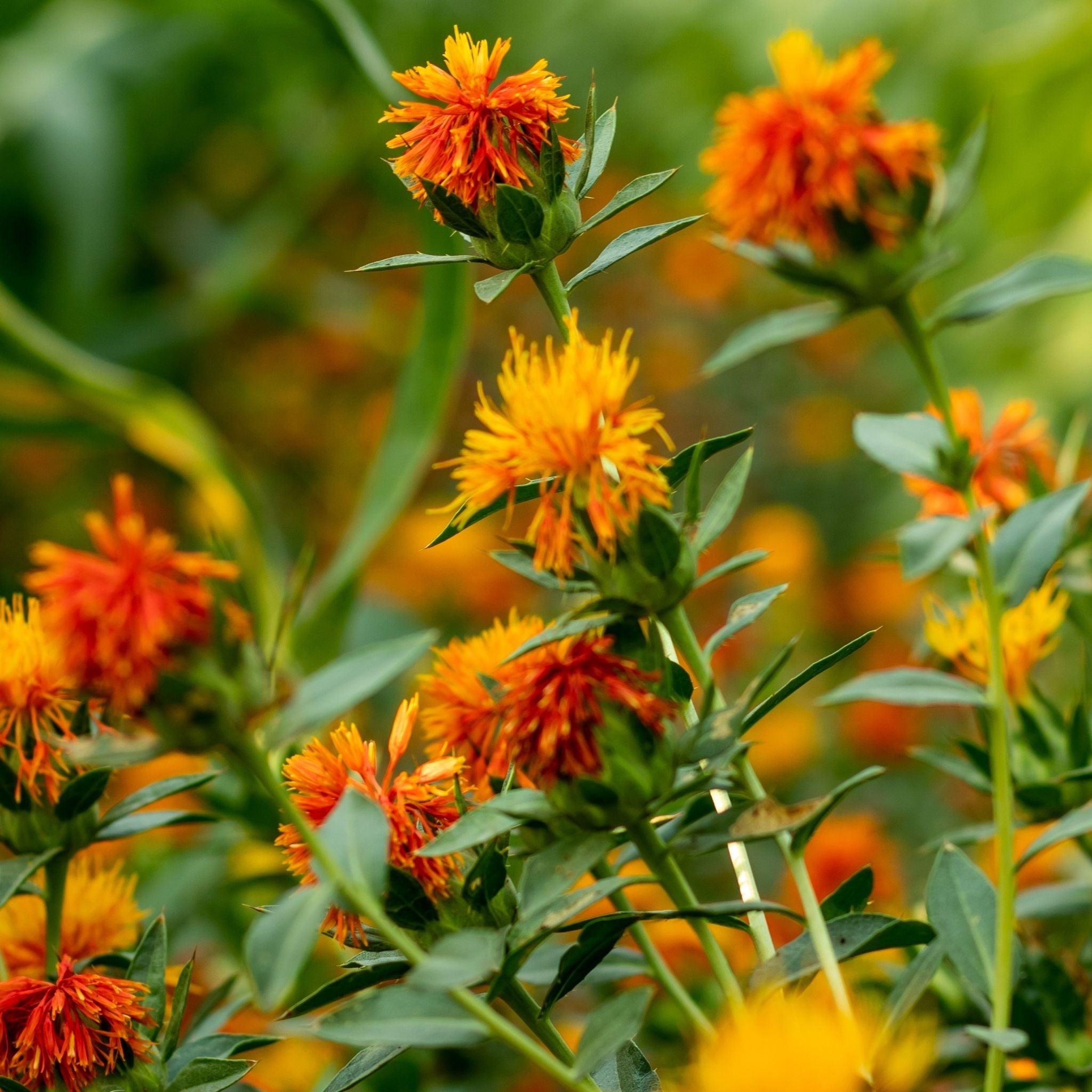 Safflower is more than just a pretty plant